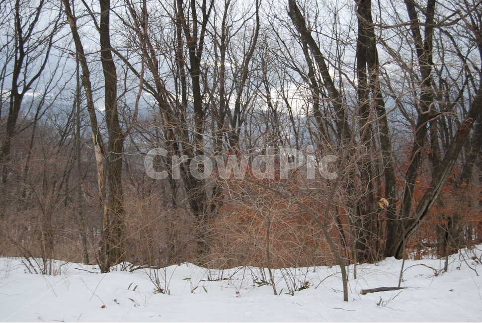 등산,계방산,힐링,자연,겨울,겨울산행,감성,풍경,계절,겨울이미지,겨울,계절,winter,season,자연,풍경,nature,landscape,한국자연풍경,한국자연경관,korea nature landscape