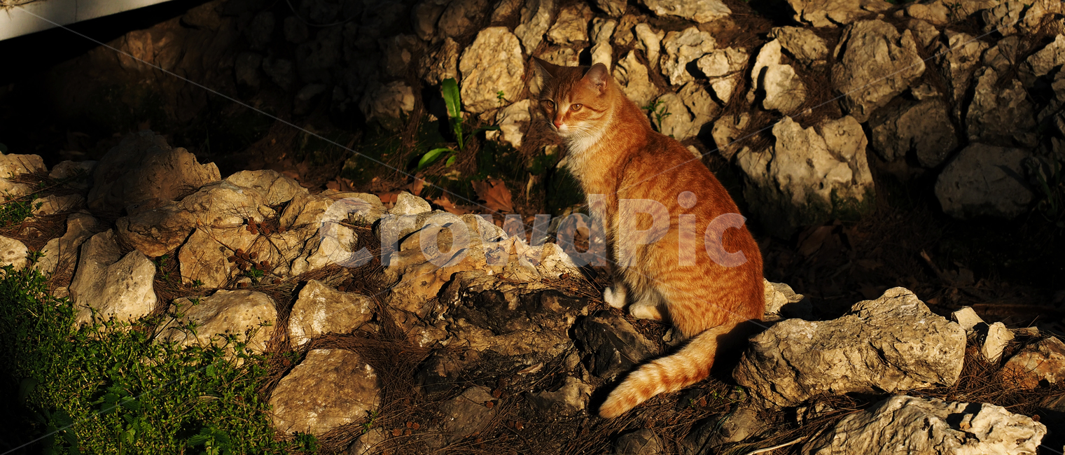 고양이,길고양이,cat,kitty,여유,휴식,park,rest,sunset,stone,view,vintage,light,animal,동물,animal,포유류,mammal,고양이,cat,kitten,kitty