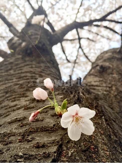 벚꽃,봄,꽃,풍경,나무,벚나무,배경이미지,봄풍경,봄,계절,spring,season,식물,자연,plants,nature,꽃,flower,나무,trees,wood,plant