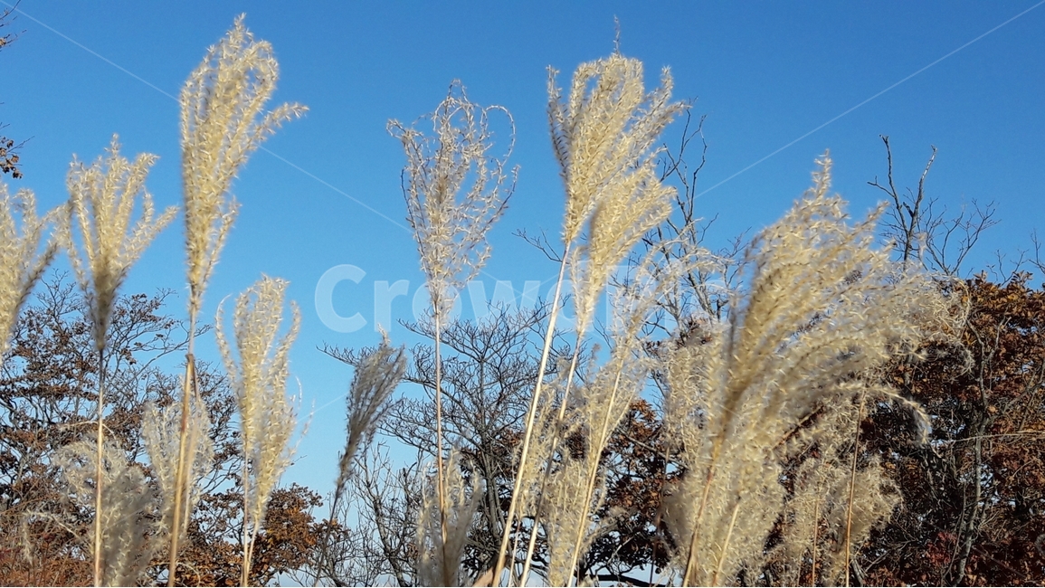 갈대,가을,하늘,자연,나무,가을,계절,fall,autumn,season,식물,자연,plants,nature,grass,잔디,plant,lawn,reed