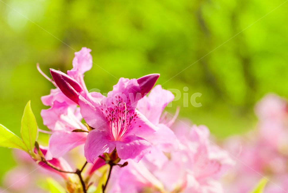 철죽,꽃,봄,접사,아름다움,핑크,봄,계절,spring,season,식물,자연,plants,nature,꽃,flower,plant,blossom