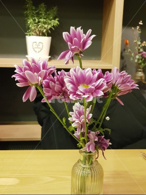 꽃,국화,보라색꽃,예쁜꽃,화병꽃,꽃,flower,실내용화초,화분,화초,house plant