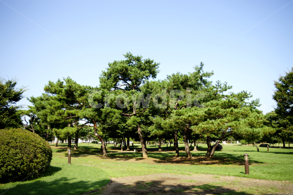 grass,잔디,plant,식물,tree,나무,하늘,파랑,그림자,맑은날,밝은날,햇볕,녹색,소나무,햇살