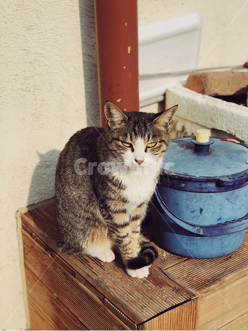 고양이,들고양이,미묘,냥이,cat,나무,box,wood,동물,animal,road