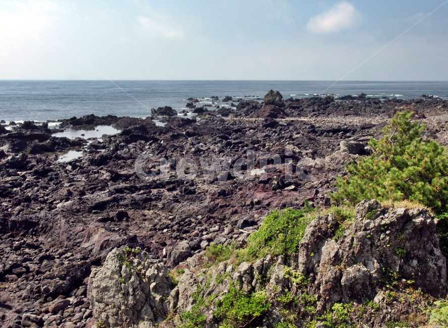 게우지코지,해변,제주,올레6코스,올레길,서귀포시,바다,자연,풍경,nature,landscape,한국자연풍경,한국자연경관,korea nature landscape,제주도,jeju,jeju island,plant,식물,ground,바닥