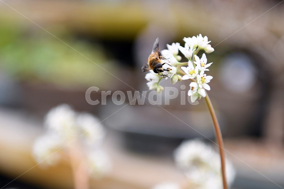 식물,꽃,감성사진,자연,flower,꽃사진,봄,봄꽃,계절,감성,4월,spring,힐링,자연풍경,풍경,봄,계절,spring,season,식물,자연,plants,nature,꽃,flower,동물,animal,곤충,벌레,insect,bug,invertebrate,무척추 동물,bee,벌,honey bee,꿀벌