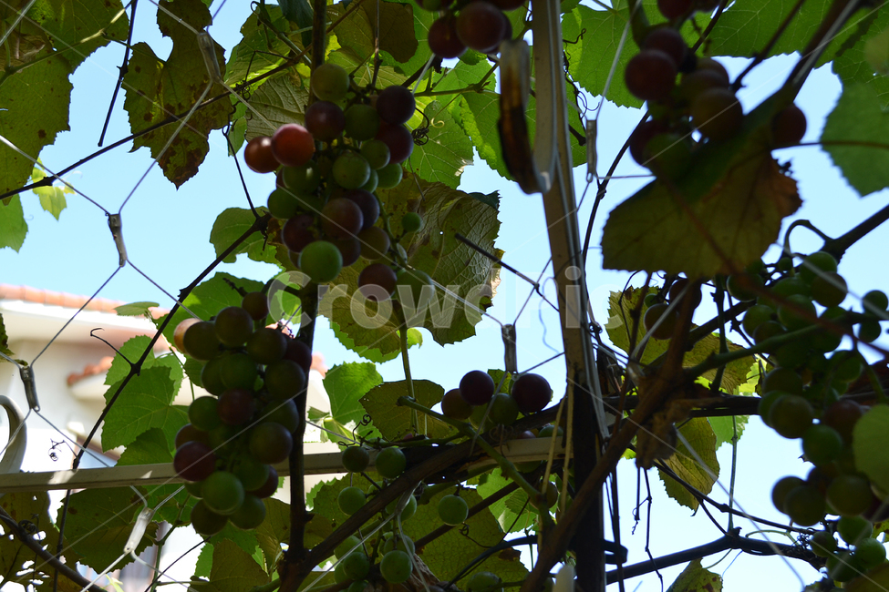 포도,포도덩쿨,울타리,과일,식물,grape,fence,철조망,식물,자연,plants,nature,과일,열매,fruit