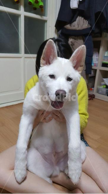 풍산개,애완동물,dog,애완견,강아지