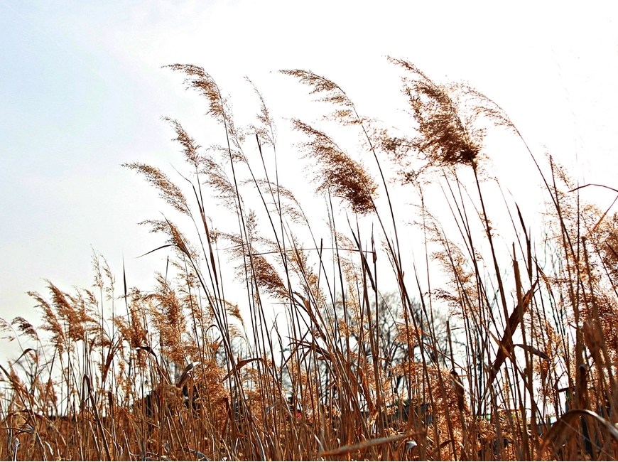 갈대,식물,자연,풍경,배경,풍광,하늘,가을,계절,fall,autumn,season,자연,풍경,nature,landscape,grass,잔디,plant,lawn,reed