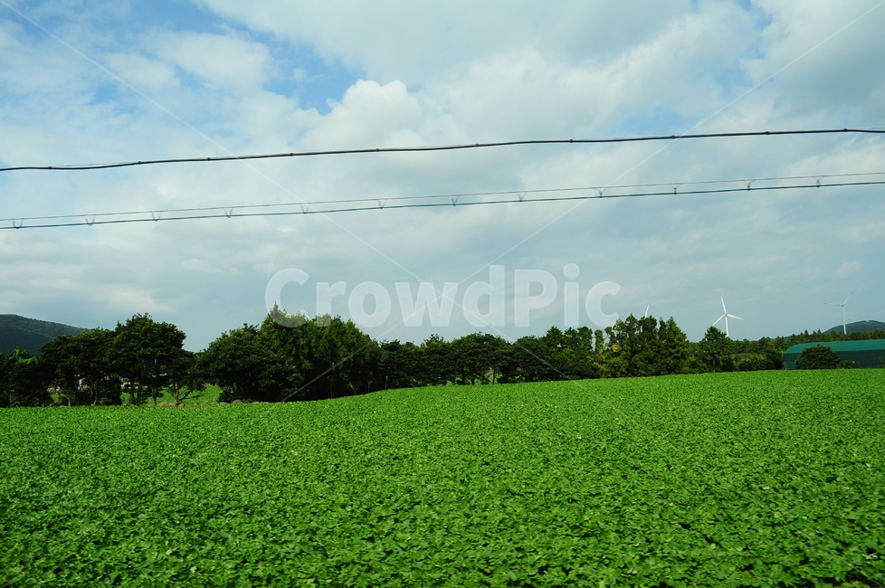 들판,밭,자연,시골,풍경,시골풍경,나무,하늘,자연,풍경,nature,landscape,field,들,grassland,목초지,outdoors,옥외