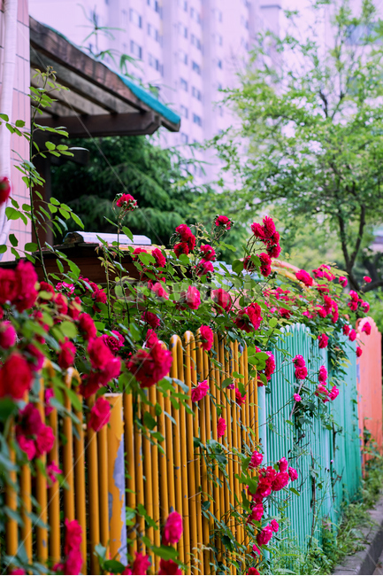 장미,rose,5월,꽃,flower,식물,자연,plants,nature,꽃,flower