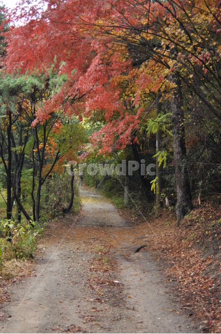 가을,나무,가을풍경,풍경,단풍,낙엽,가을,계절,fall,autumn,season,자연,풍경,nature,landscape,tree,plant,식물,gravel,자갈,road,도로,dirt road,흙길