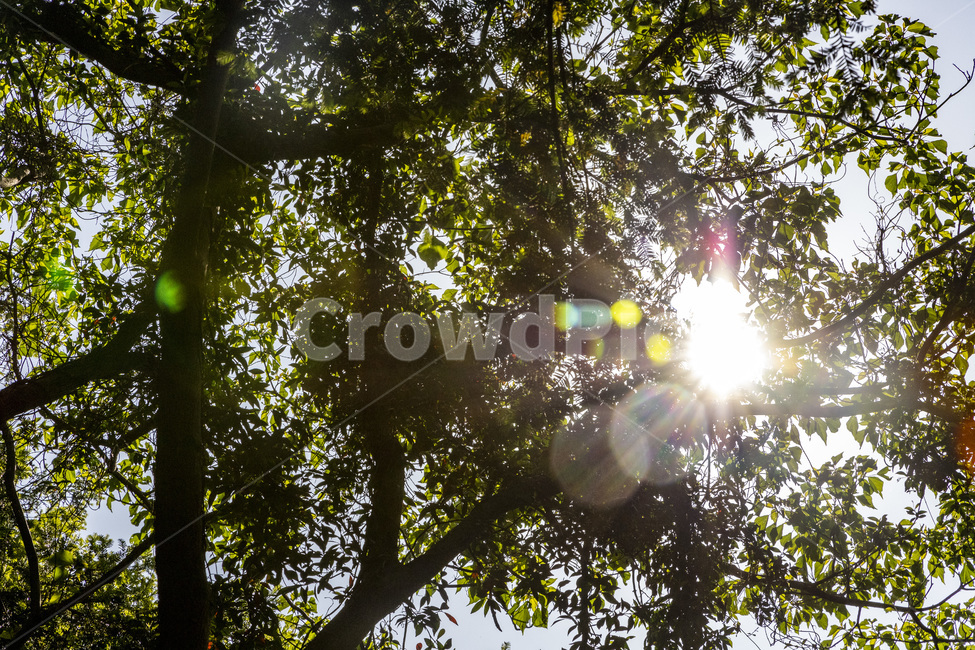 태양,햇살,나무,자연,배경,식물,자연,plants,nature,나무,trees,wood,휴식,힐링,rest,relaxation,healing