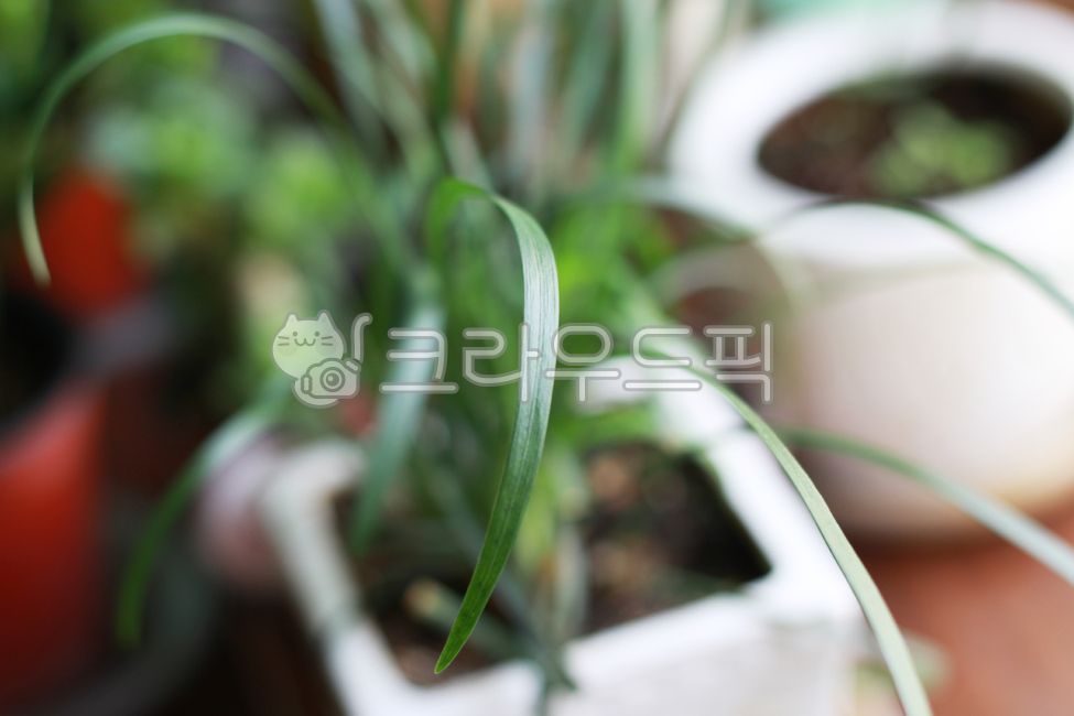 난초, 난, plant, 식물, 잎, 사진,이미지,일러스트,캘리그라피 - ja9762작가