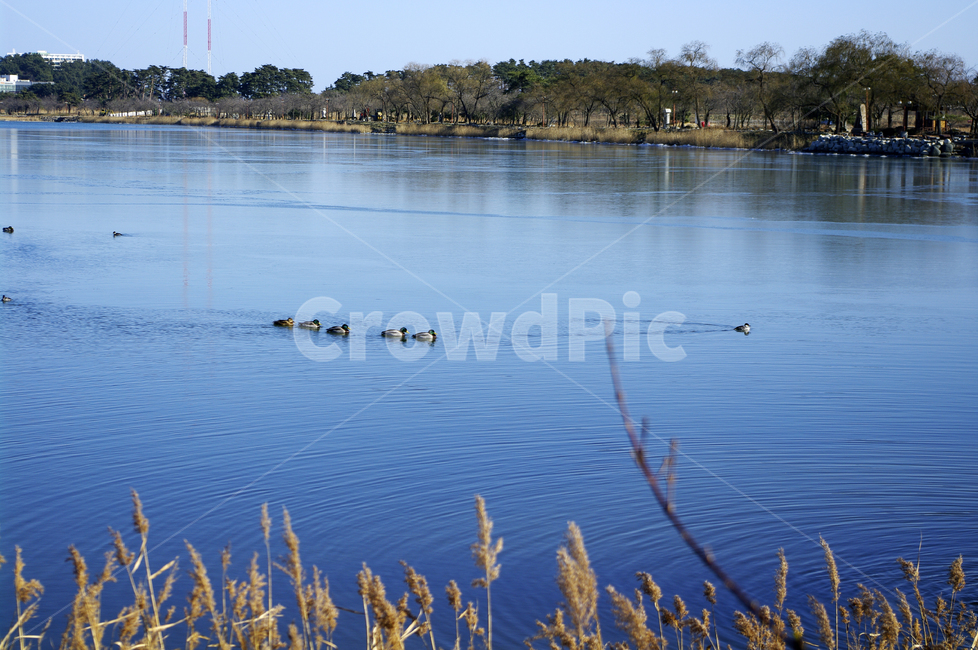 호수,새,갈대,식물,plant,겨울,풍경,겨울,계절,winter,season,자연,풍경,nature,landscape,동물,animal,조류,새,birds,vehicle,차량,boat,보트,transportation,교통,rowboat,노 젓는 배