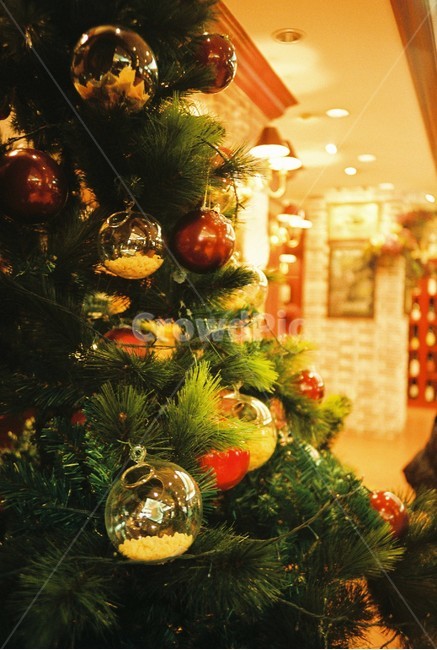 트리,christmastree,크리스마스트리,ornament,장식,식물,plant,나무