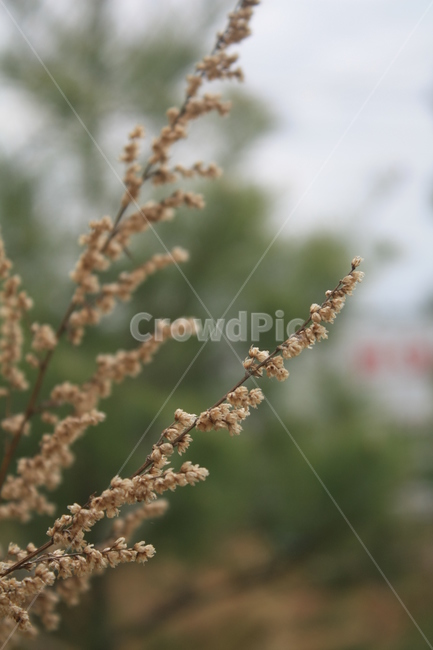 봄,들꽃,자연,풀꽃,풀,식물,자연,plants,nature
