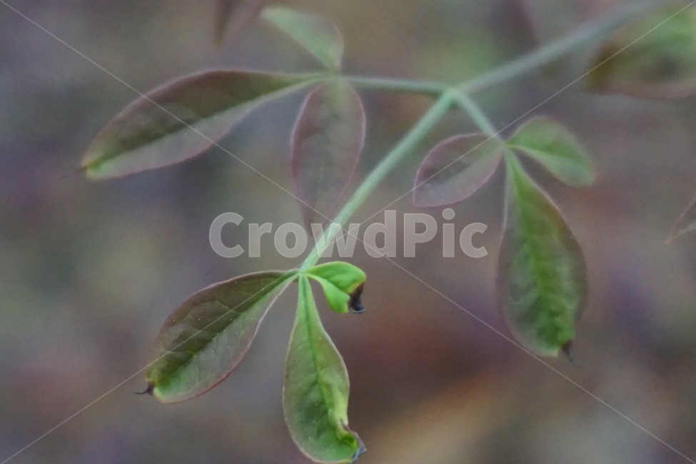 봄,나뭇잎,새순,연두색,새싹,4월,싱그러움,움틈,생기,식물,자연,plants,nature