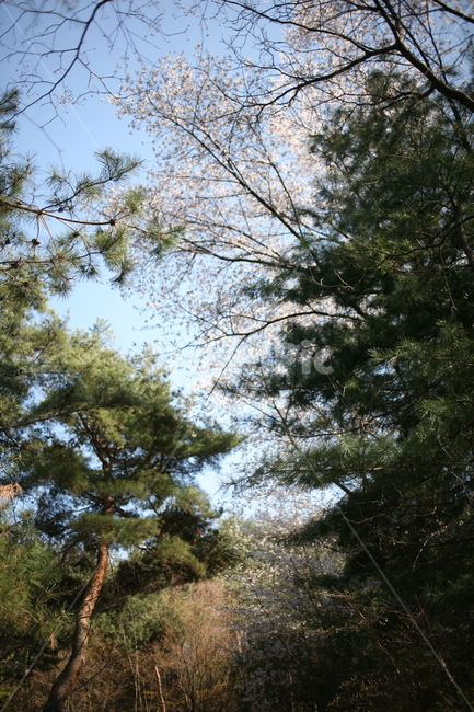 나무,tree,벚꽃,꽃,plant,풍경,산,cherryblossom,blossom,소나무