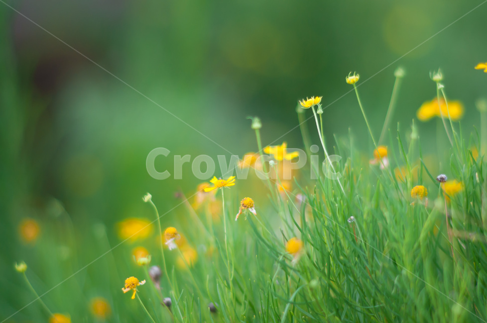 plant,식물,들꽃,둘,자연,field,옥외,식물,자연,plants,nature,꽃,flower