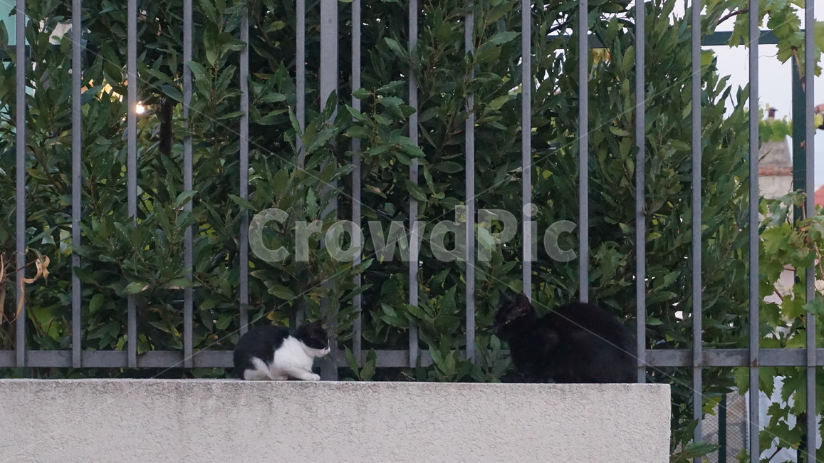 고양이,고양,캣,냥냥,동물,귀여움,동물,animal,포유류,mammal,고양이,cat,kitten,kitty