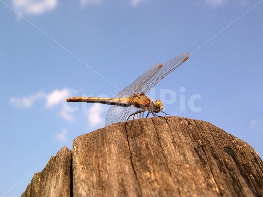 잠자리,곤충,나무,하늘,자연,동물,animal,곤충,벌레,insect,bug