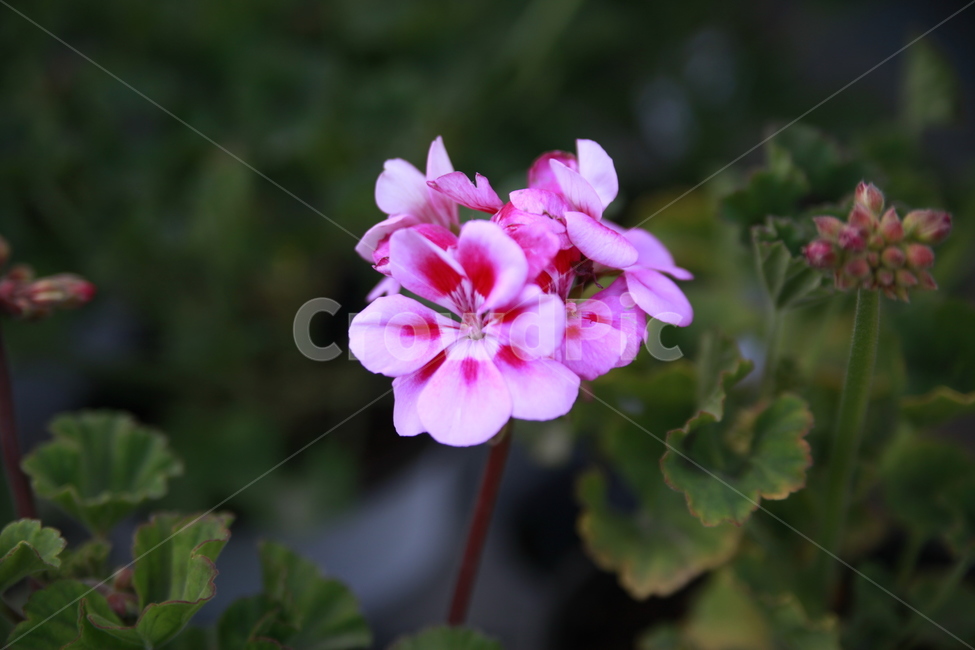 봄꽃,꽃,아름다움,봄소식,식물,클로즈업,식물,자연,plants,nature,꽃,flower