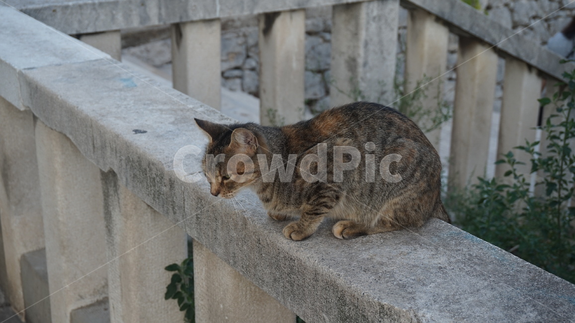 고양이,고양,캣,냥냥,동물,귀여움,동물,animal,포유류,mammal,고양이,cat,kitten,kitty
