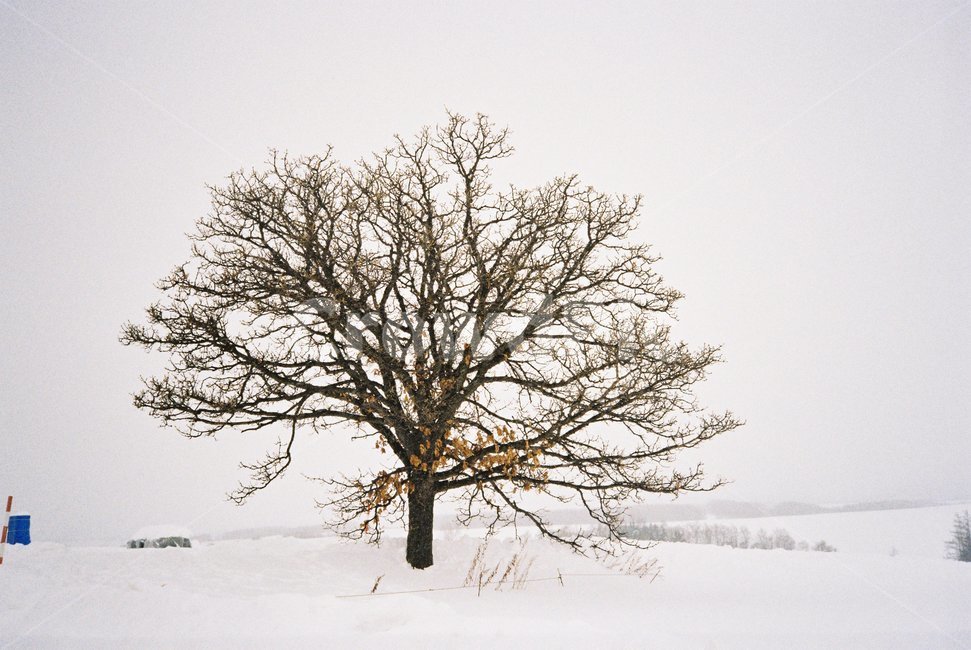 겨울,눈,일본,삿포로,나무,비에이,홋카이도,겨울,계절,winter,season,자연,풍경,nature,landscape,식물,plants,나무,trees,wood,tree,plant