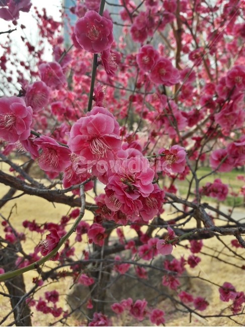 꽃,식물,flower,꽃나무,plant,flowers