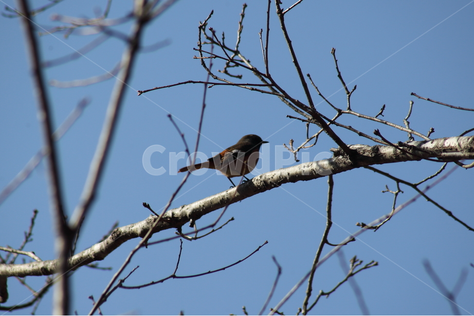 딱새수컷,딱새,새,야생동물,daurianredstart,작은새,동물,animal,조류,새,birds