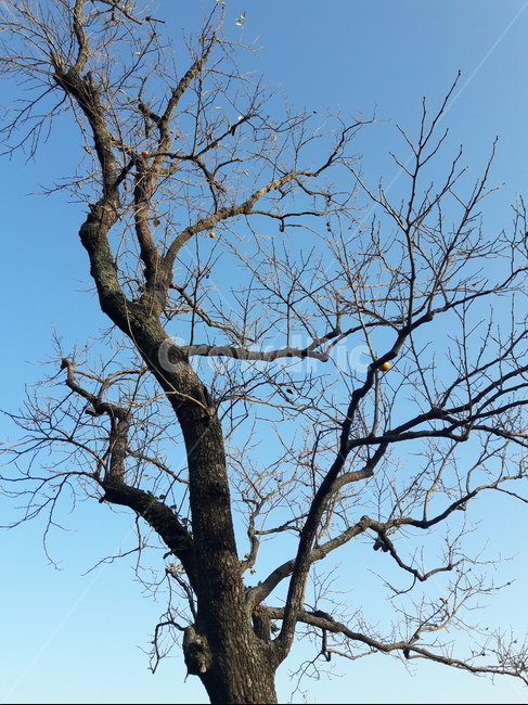 나무,tree,가을,treetrunk,나무줄기,식물,plant,fall,열매,가지,식물,자연,plants,nature,나무,trees,wood