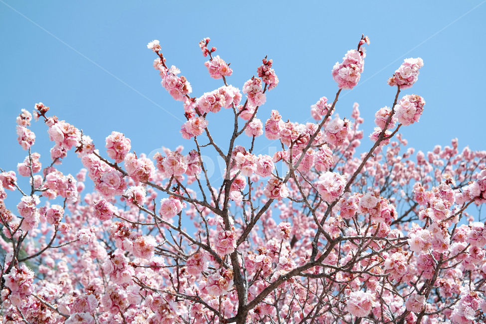 봄,하늘,분홍,핑크,만첩홍매화,홍매화,매화,계절,꽃,spring,sky,pink,redapricot,redapricotflower,flower,봄,계절,spring,season,식물,자연,plants,nature,꽃,flower,plant,blossom