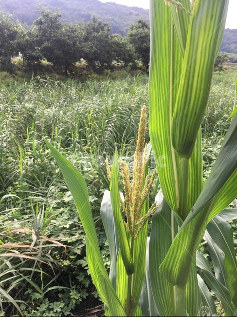옥수수,corn,농작물,crop,식물,옥수수수염,성장,자라다,plant,녹색,자연,야외,시골,잎,leaf,nature,agricultural,자연스러운,싱싱한,maze
