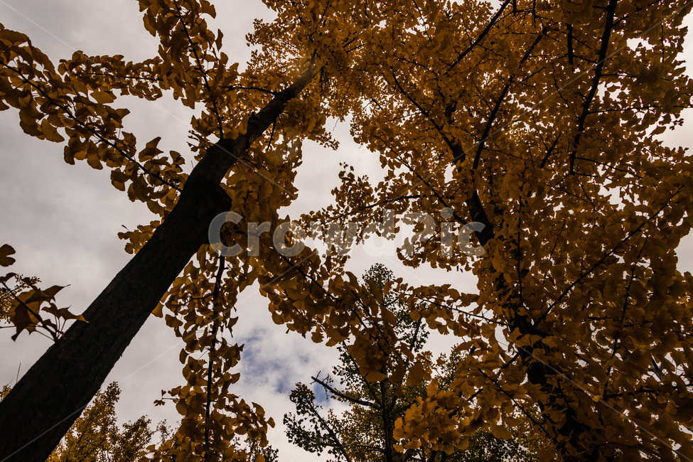 은행,은행나무,은행나무숲,은행잎,은행숲,가을,계절,fall,autumn,season,식물,자연,plants,nature,나무,trees,wood,tree,plant,tree trunk,나무 줄기