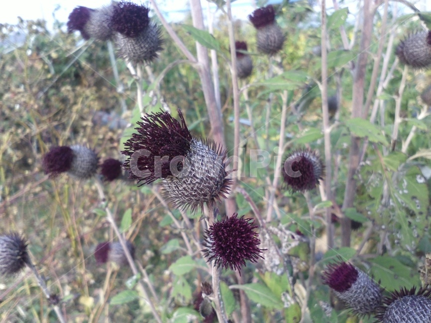 수리취,개취,조선수리취,다년생초본,떡취,식물,자연,plants,nature