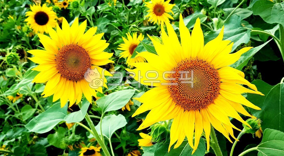 해바라기꽃,식물,flower,blossom,여름꽃