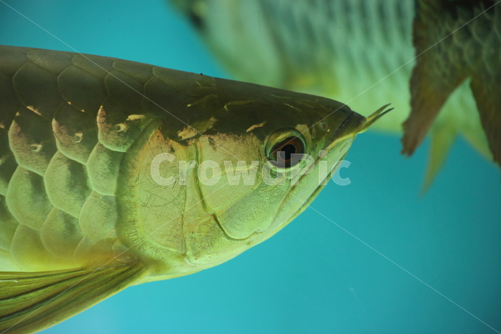 아로아나,아로와나,열대어,물고기,arowana,tropicalfish,동물,animal,어류,물고기,fish
