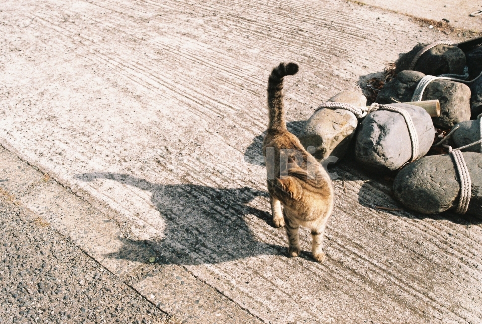 고양이,필름카메라,감성,그림자,일본,cat,동물,animal,포유류,mammal,고양이,cat,kitten,kitty,감성,sensible,feeling