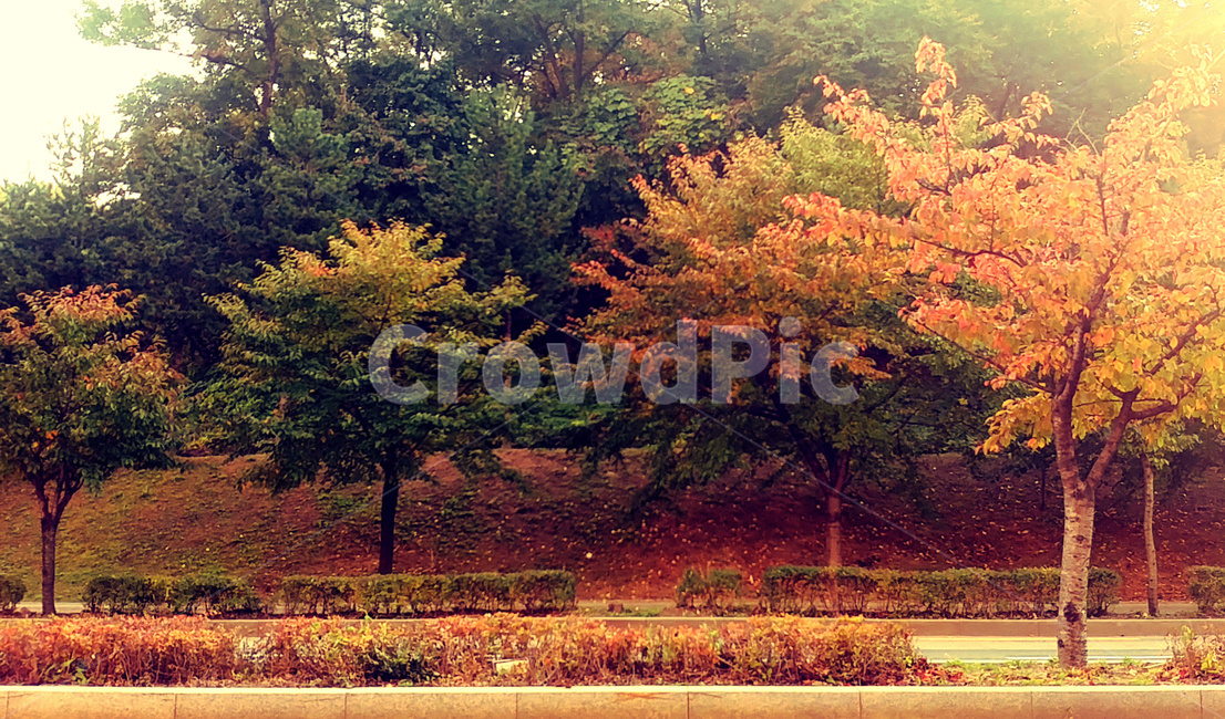 가을,tree,나무,plant,식물,가을,계절,fall,autumn,season,자연,풍경,nature,landscape