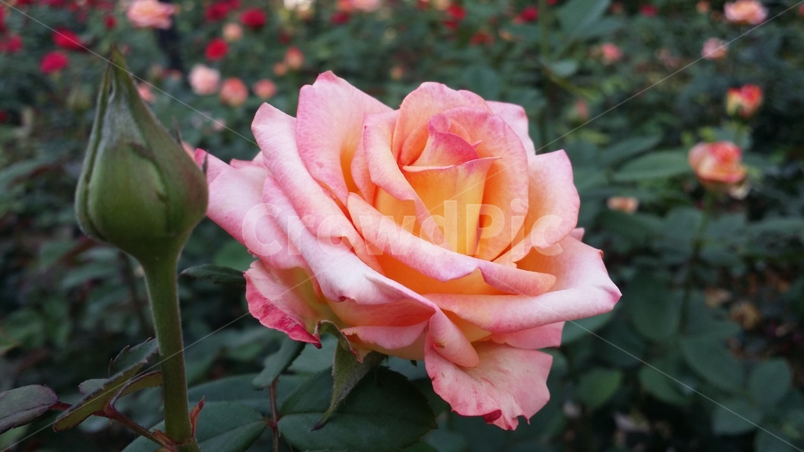 장미,분홍장미,꽃,꽃봉우리,rose