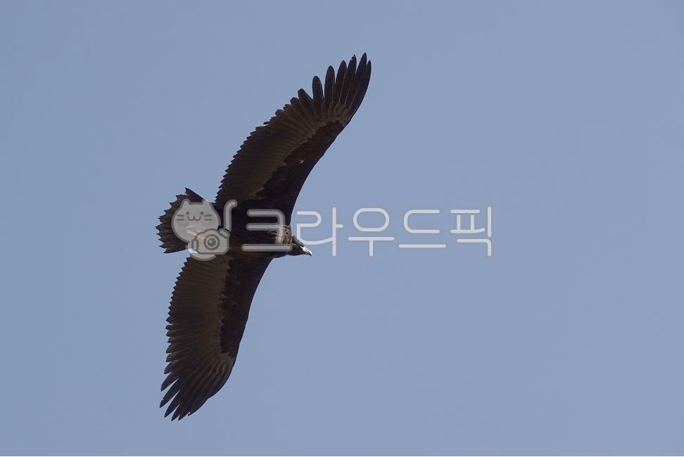 Eagle,ecological photography,eagle restaurant,Imjin River eagle,demilitarized zone eagle