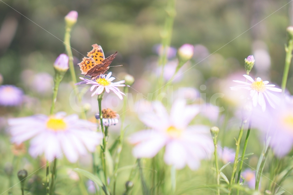 호랑나비,꽃,봄,나비,일상,항동철길,식물,자연,plants,nature,꽃,flower,휴식,힐링,rest,relaxation,healing,동물,animal,곤충,벌레,insect,bug,감성,sensible,feeling