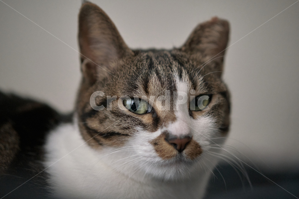 cat,고양이,pet,애완동물,animal,동물,home,집,동물,animal,포유류,mammal,고양이,cat,kitten,kitty