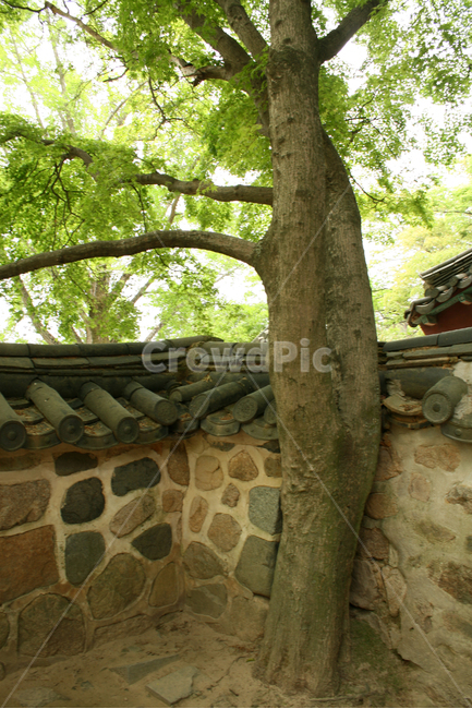 한국,담장,담,나무,돌담,사찰,절,한국전통,한국문화,korean traditional,korean culture,식물,자연,plants,nature,나무,trees,wood