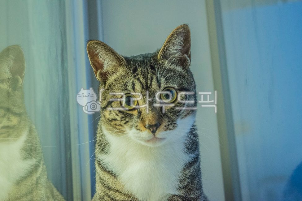 kitty,Pets,Korean Shorthair,kitten,cat,nose short,animal,mammalia,pet
