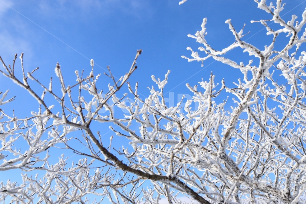 겨울,나무,눈꽃,눈,꽃,하늘,자연,풍경,winter,wood,landscape,snow,sky,flower,겨울,계절,winter,season,식물,자연,plants,nature,나무,trees,wood