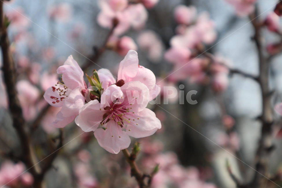 벚꽃,blossom,cherryblossom,꽃,flower,식물,plant,봄,봄꽃,spring,꽃잎