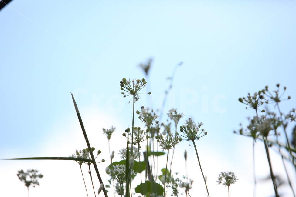 식물,풀,하늘,전원,방사선,식물,자연,plants,nature,꽃,flower