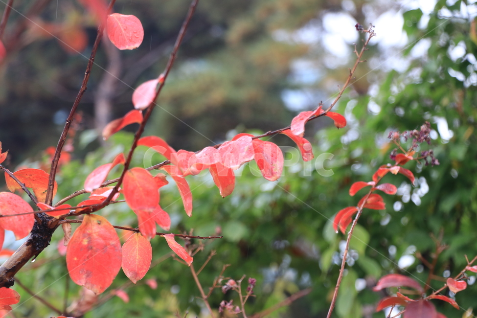 가을,낙엽,비,autumn,rain,가을비,autumnalrain,가을,계절,fall,autumn,season,식물,자연,plants,nature,plant,leaf,잎,tree,나무